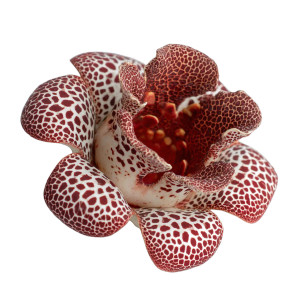 Vanilla Rafflesia Vinyl Car Decal Sticker – Waterproof & UV-Resistant 