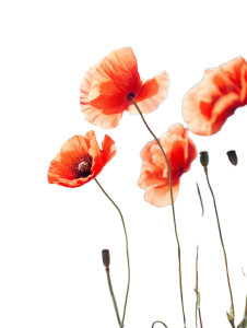 Vibrant Poppy Flowers Vinyl Car Decal Sticker – Waterproof & UV-Resistant 