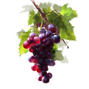 Cluster Of Grapes Vinyl Car Decal Sticker – Waterproof & UV-Resistant 