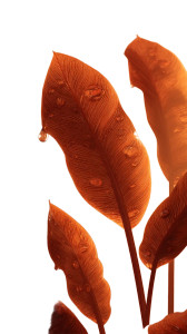 Tropical Leaves Droplets Vinyl Car Decal Sticker – Waterproof & UV-Resistant 