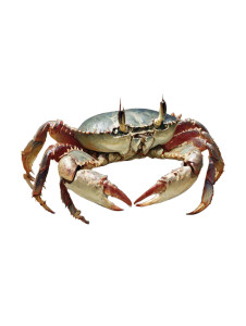 Dnd Crab Art Vinyl Car Decal Sticker – Waterproof & UV-Resistant 