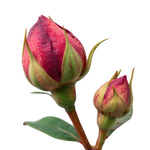 Beautiful Flower Bud Vinyl Car Decal Sticker – Waterproof & UV-Resistant 