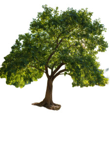 Majestic Riverside Tree Vinyl Car Decal Sticker – Waterproof & UV-Resistant 