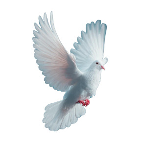 White Dove Ascending Vinyl Car Decal Sticker – Waterproof & UV-Resistant 