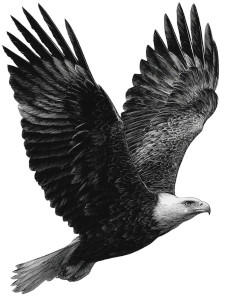Flying Eagle Illustration V2 Vinyl Car Decal Sticker – Waterproof & UV-Resistant 