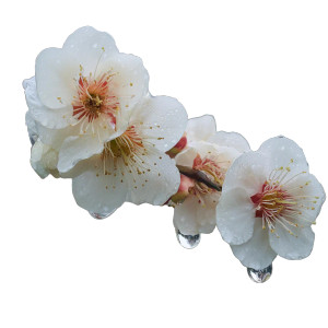 Rain-Glazed Plum Blossoms Vinyl Car Decal Sticker – Waterproof & UV-Resistant 