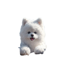 Giant Singing Pomeranian Vinyl Car Decal Sticker – Waterproof & UV-Resistant 