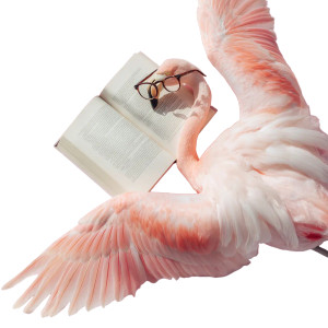 Flamingo Reader Vinyl Car Decal Sticker – Waterproof & UV-Resistant 