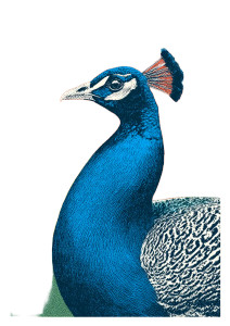 Peacock Pop Art Vinyl Car Decal Sticker – Waterproof & UV-Resistant Peacock Pop Art Vinyl Car Decal Sticker – Waterproof & UV-Resistant