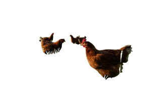 Pastoral Chicken Scene Vinyl Car Decal Sticker – Waterproof & UV-Resistant 