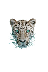 Majestic Amur Leopard V2 Vinyl Car Decal Sticker – Waterproof & UV-Resistant  Majestic Amur Leopard V2 Vinyl Car Decal Sticker – Waterproof & UV-Resistant