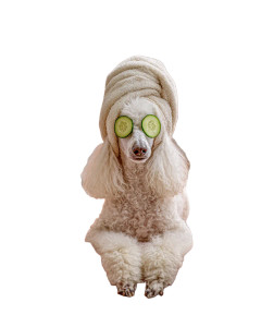 Luxury Spa Poodle Vinyl Car Decal Sticker – Waterproof & UV-Resistant Luxury Spa Poodle Vinyl Car Decal Sticker – Waterproof & UV-Resistant