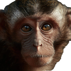 Monkey V3 Vinyl Car Decal Sticker – Waterproof & UV-Resistant Monkey V3 Vinyl Car Decal Sticker – Waterproof & UV-Resistant
