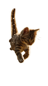 Happy Kitten Playing V2 Vinyl Car Decal Sticker – Waterproof & UV-Resistant 