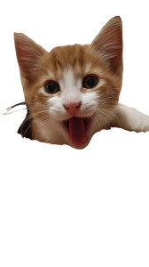 Kitten In Donut Vinyl Car Decal Sticker – Waterproof & UV-Resistant 