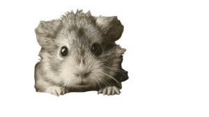 Colorful Guinea Pig Vinyl Car Decal Sticker – Waterproof & UV-Resistant 