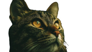 Golden Cat Portrait Vinyl Car Decal Sticker – Waterproof & UV-Resistant 