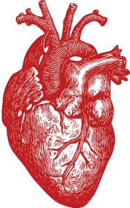 Anatomical Heart Art V2 Vinyl Car Decal Sticker – Waterproof & UV-Resistant 