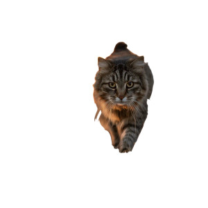 Angry Cat V2 Vinyl Car Decal Sticker – Waterproof & UV-Resistant 