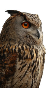 Eurasian Eagle-Owl Close-Up Vinyl Car Decal Sticker – Waterproof & UV-Resistant 