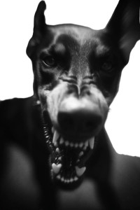 Aggressive Doberman Portrait Vinyl Car Decal Sticker – Waterproof & UV-Resistant Aggressive Doberman Portrait Vinyl Car Decal Sticker – Waterproof & UV-Resistant
