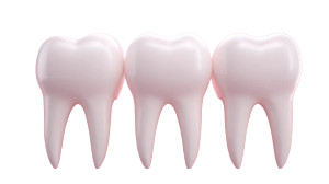 Healthy Human Molars Vinyl Car Decal Sticker – Waterproof & UV-Resistant Healthy Human Molars Vinyl Car Decal Sticker – Waterproof & UV-Resistant