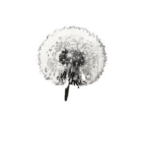 Graffiti Dandelion Vinyl Car Decal Sticker – Waterproof & UV-Resistant Graffiti Dandelion Vinyl Car Decal Sticker – Waterproof & UV-Resistant