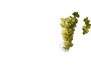 Vineyard Grapes Vinyl Car Decal Sticker – Waterproof & UV-Resistant 