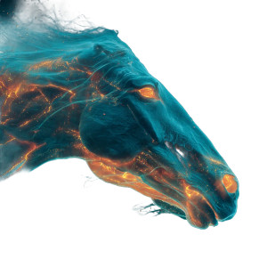 Demonic Aquatic Horse Vinyl Car Decal Sticker – Waterproof & UV-Resistant Demonic Aquatic Horse Vinyl Car Decal Sticker – Waterproof & UV-Resistant