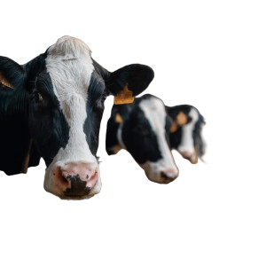 Holstein Cows Feeding Vinyl Car Decal Sticker – Waterproof & UV-Resistant Holstein Cows Feeding Vinyl Car Decal Sticker – Waterproof & UV-Resistant