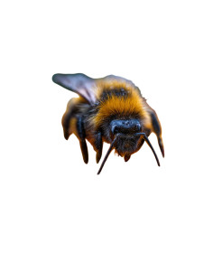 Sleeping Bee Vinyl Car Decal Sticker – Waterproof & UV-Resistant 