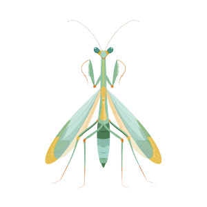 Praying Mantis Illustration Vinyl Car Decal Sticker – Waterproof & UV-Resistant 