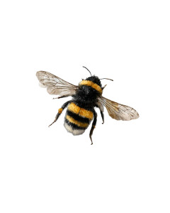 Vintage Gold Bee V2 Vinyl Car Decal Sticker – Waterproof & UV-Resistant Vintage Gold Bee V2 Vinyl Car Decal Sticker – Waterproof & UV-Resistant
