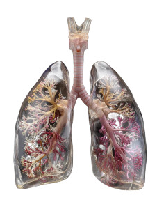 Transparent Human Lungs V3 Vinyl Car Decal Sticker – Waterproof & UV-Resistant 