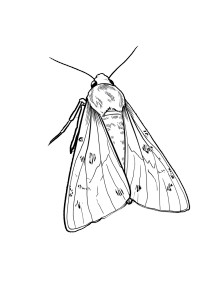 Moth On Log Vinyl Car Decal Sticker – Waterproof & UV-Resistant 