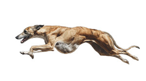 Running Greyhound Vinyl Car Decal Sticker – Waterproof & UV-Resistant 