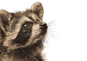 Baby Raccoon Sketch Vinyl Car Decal Sticker – Waterproof & UV-Resistant 