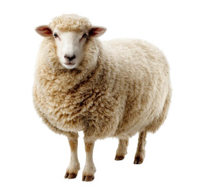 Adult Sheep Vinyl Car Decal Sticker – Waterproof & UV-Resistant Adult Sheep Vinyl Car Decal Sticker – Waterproof & UV-Resistant