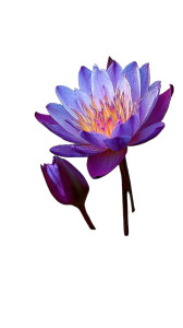 Purple Lotus Flower V2 Vinyl Car Decal Sticker – Waterproof & UV-Resistant  Purple Lotus Flower V2 Vinyl Car Decal Sticker – Waterproof & UV-Resistant