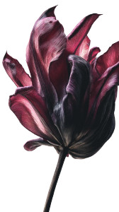 Hyper-Realistic Flower Vinyl Car Decal Sticker – Waterproof & UV-Resistant 