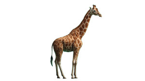 Detailed Giraffe Vinyl Car Decal Sticker – Waterproof & UV-Resistant Detailed Giraffe Vinyl Car Decal Sticker – Waterproof & UV-Resistant