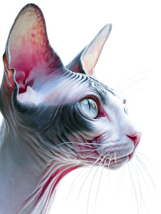 Sphynx Cat Art Vinyl Car Decal Sticker – Waterproof & UV-Resistant 