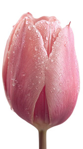 Pink Tulip Bud V3 Vinyl Car Decal Sticker – Waterproof & UV-Resistant 