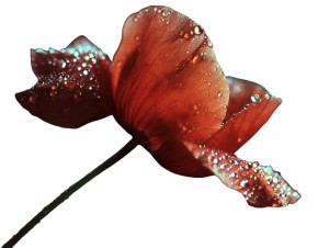 Red Poppy Dewdrops Vinyl Car Decal Sticker – Waterproof & UV-Resistant Red Poppy Dewdrops Vinyl Car Decal Sticker – Waterproof & UV-Resistant