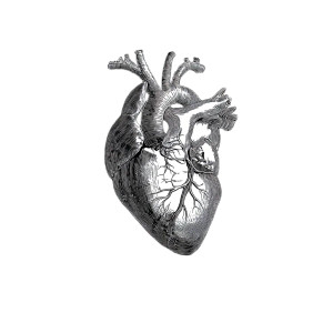 Anatomical Heart Illustration V2 Vinyl Car Decal Sticker – Waterproof & UV-Resistant 