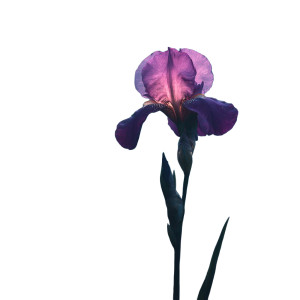 Glowing Purple Iris Vinyl Car Decal Sticker – Waterproof & UV-Resistant 