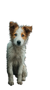 Sad Puppy Vinyl Car Decal Sticker – Waterproof & UV-Resistant Sad Puppy Vinyl Car Decal Sticker – Waterproof & UV-Resistant