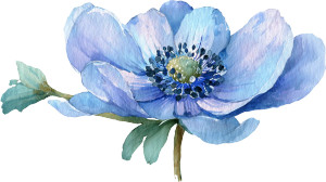 Blue Anemone Flower Vinyl Car Decal Sticker – Waterproof & UV-Resistant 