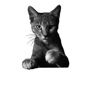 Cat Boxer Vinyl Car Decal Sticker – Waterproof & UV-Resistant 
