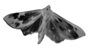 Moth Photogram Vinyl Car Decal Sticker – Waterproof & UV-Resistant 